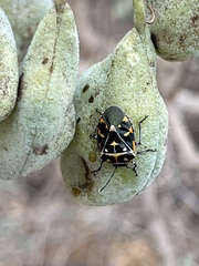 Murgantia histrionica