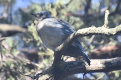 Aphelocoma wollweberi