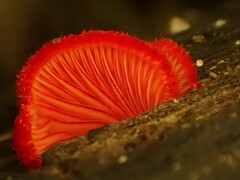 Crepidotus cinnabarinus