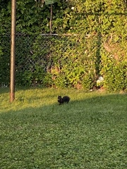 Sciurus carolinensis