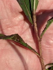 Vernonia missurica