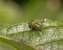 Condylostylus caudatus