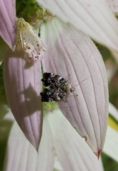 Choreutis diana