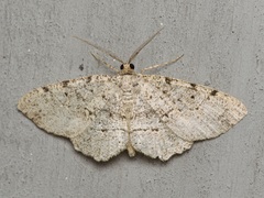 Melanolophia canadaria