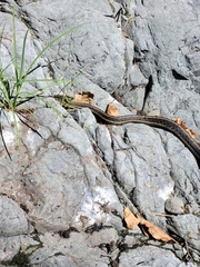 Thamnophis atratus