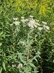 Pycnanthemum