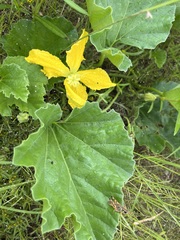 Apodanthera undulata