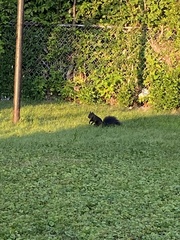 Sciurus carolinensis