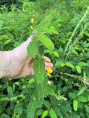 Chamaecrista