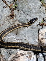 Thamnophis atratus