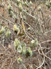 Murgantia histrionica