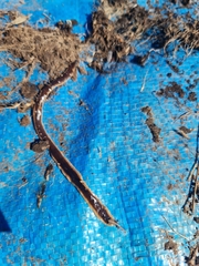 Arthurdendyus triangulatus