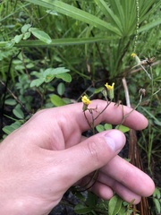 Hieracium megacephalon