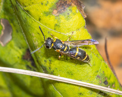 Parancistrocerus