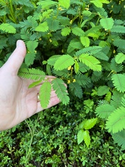 Chamaecrista