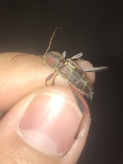 Neoclytus mucronatus