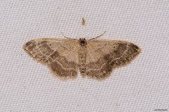 Idaea aversata