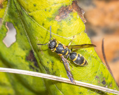 Parancistrocerus