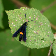 Synanthedon exitiosa