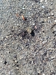 Rana boylii