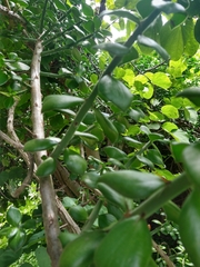Pereskiopsis diguetii
