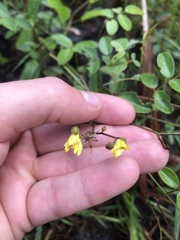 Hieracium megacephalon