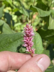 Persicaria amphibia