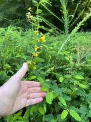 Chamaecrista