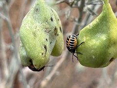 Murgantia histrionica