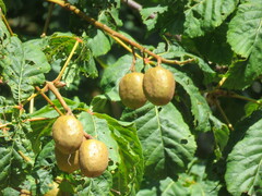 Aesculus hippocastanum