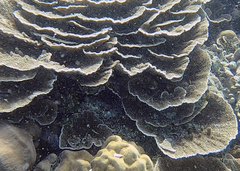 Montipora