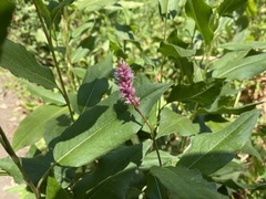 Persicaria amphibia