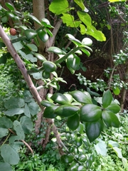 Pereskiopsis diguetii