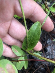 Hieracium megacephalon