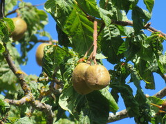 Aesculus hippocastanum