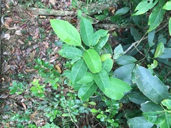 Turpinia ternata
