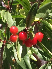 Prunus emarginata
