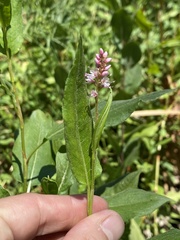 Persicaria amphibia
