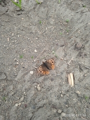 Junonia