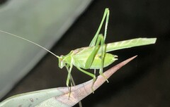 Insara elegans