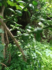 Pereskiopsis diguetii