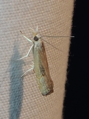 Parapediasia teterrellus