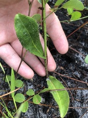 Hieracium megacephalon