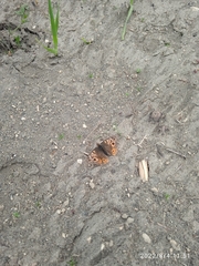 Junonia