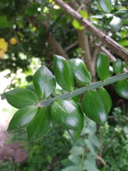 Pereskiopsis diguetii