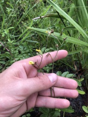 Hieracium megacephalon