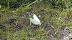 Pieris oleracea