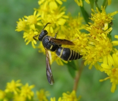 Euodynerus foraminatus