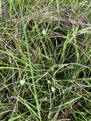 Cyperus sesquiflorus