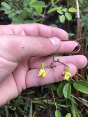 Hieracium megacephalon